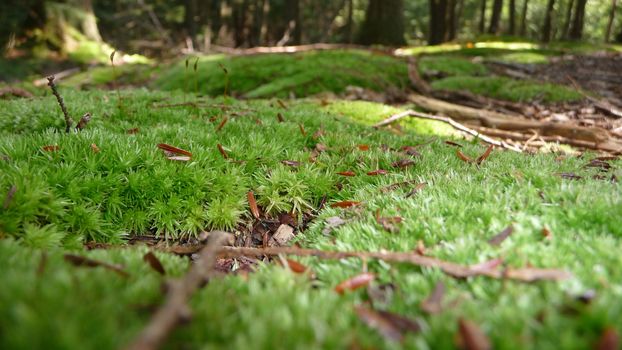 Green moss blankets a forest floor.