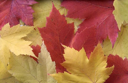 A background of yellow and red maple leaves