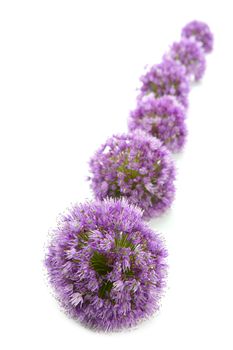 Onion purple flower macro detail in a line row isolated on white