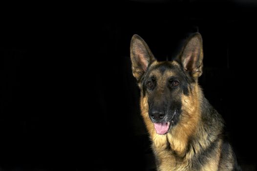 A noble looking German Shepherd isolated on a black background