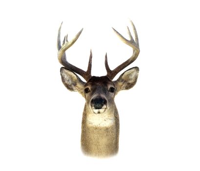 An isolation of a mounted Whitetailed deer head