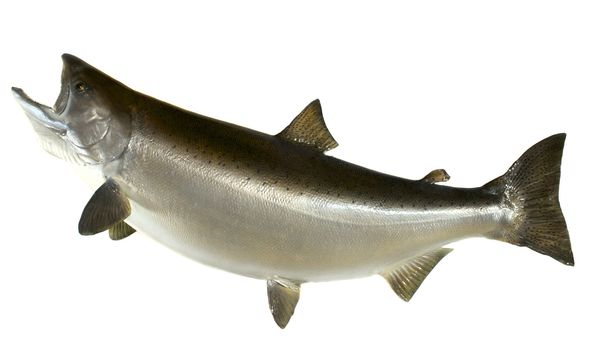 A large mounted Chinook (king) Salmon in its summer colors
