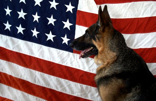 German Shepherd on a 48 star WWII era Flag Backdrop