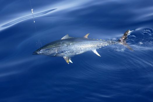 Blue fin tuna Mediterranean big game fishing and release