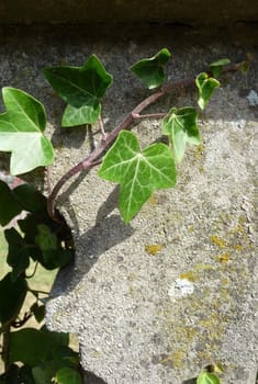 Ivy growing on some concrete.