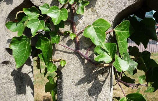 Ivy growing on some concrete.