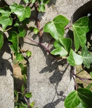 Ivy growing on some concrete.