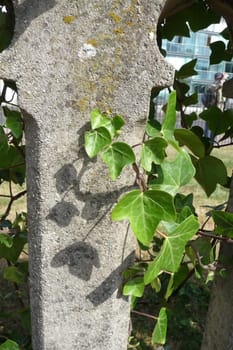 Ivy growing on some concrete.