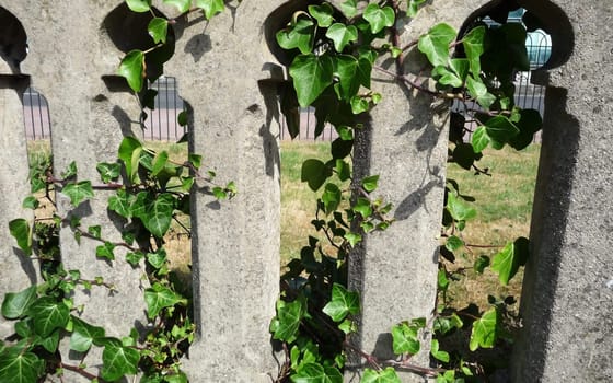 Ivy growing on some concrete.