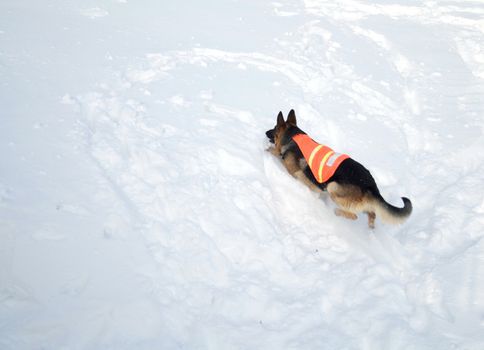 If you are buried in an avalanche, who could imagine a more welcome sight that this dog!