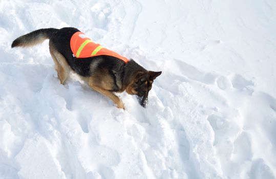 If you are buried in an avalanche, who could imagine a more welcome sight that this dog!