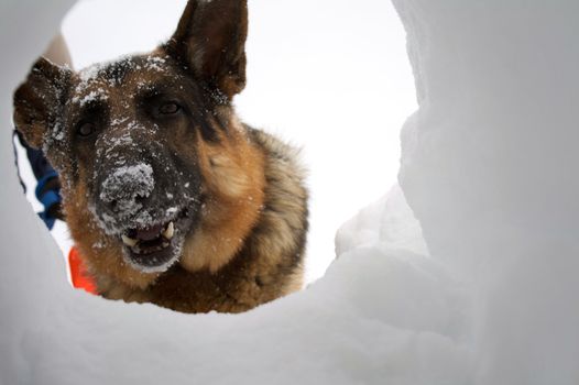 If you are buried in an avalanche, who could imagine a more welcome sight that your hero looking down a hole at you.
