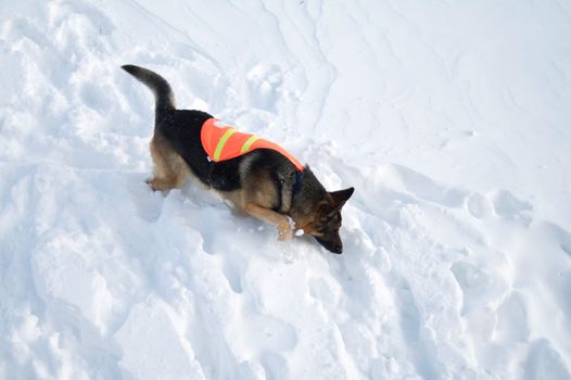 If you are buried in an avalanche, who could imagine a more welcome sight that this dog!
