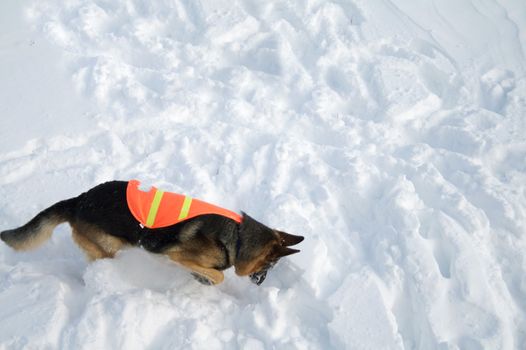 If you are buried in an avalanche, who could imagine a more welcome sight that this dog!