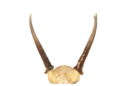 Antlers from a spike whitetail deer isolated on white