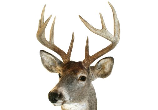 Close up of a whitetail deer head looking towards the viewer at an angle.