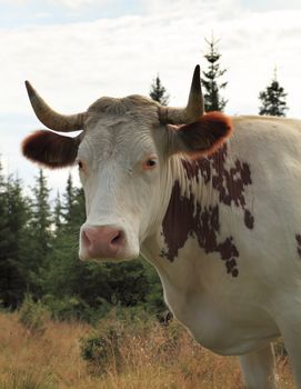 Portrait of a cow in sunset light. 