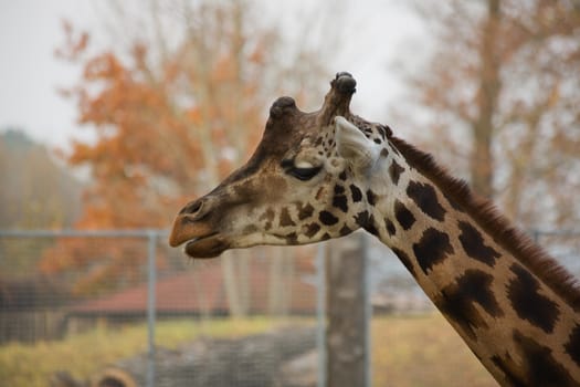 autumn Giraffe