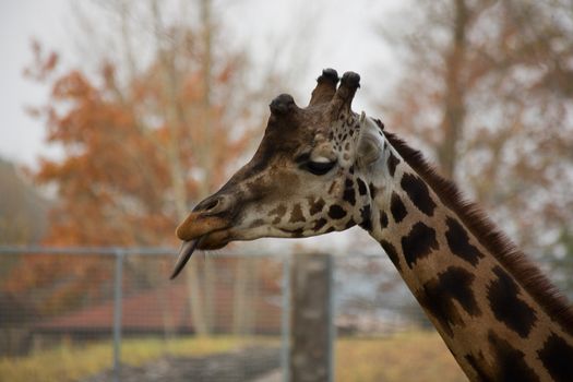 autumn Giraffe