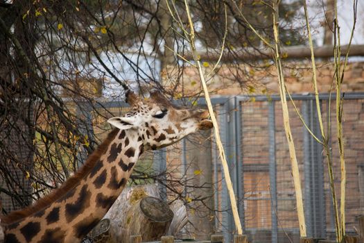 autumn Giraffe