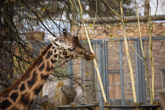 autumn Giraffe