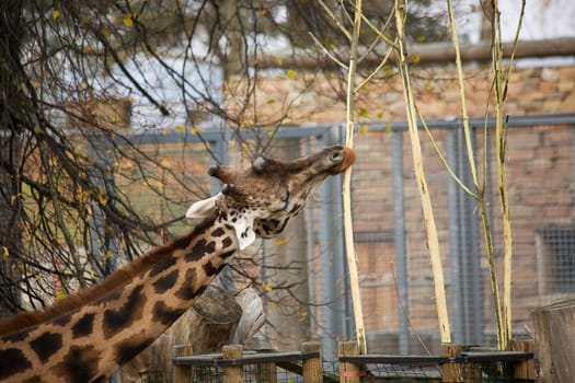 autumn Giraffe