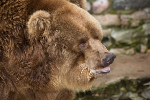 bear