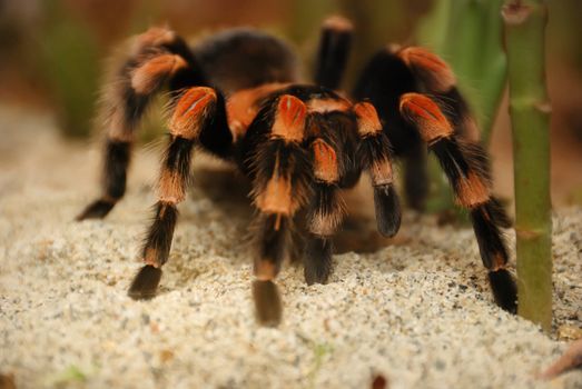 Mexican red kneed tarantula - brachypelma smithii on standing on sand.