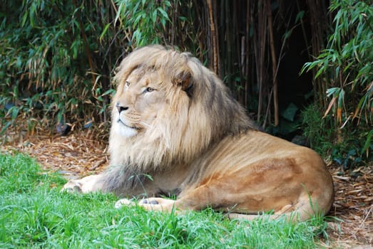 Male lion lying down in shade and looking in the distance.