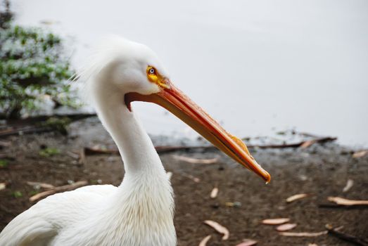 American white pelican or rough-billed pelican with the water shore in the background.