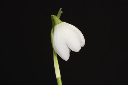 snowdrop
