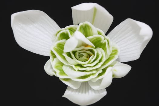 snowdrop