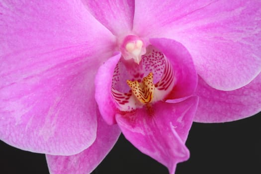 phalaenopsis