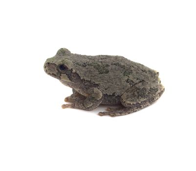 Cope's Grey Tree Frog Isolated on White With Shadow