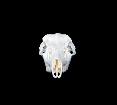 A head on view of whitetail or mule deer skull
