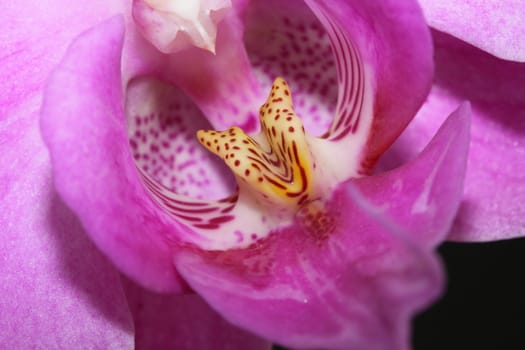 phalaenopsis
