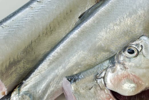 a fresh ribbon fish cut into three pieces ready for filleting