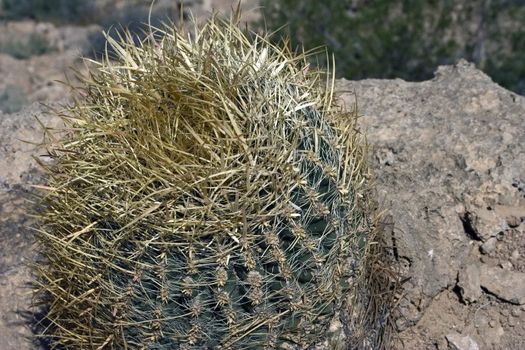 Cactus in a lifeless desert