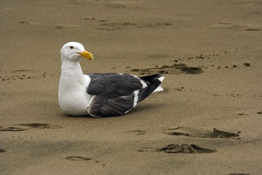 Nice white seagull alone seating on the sand