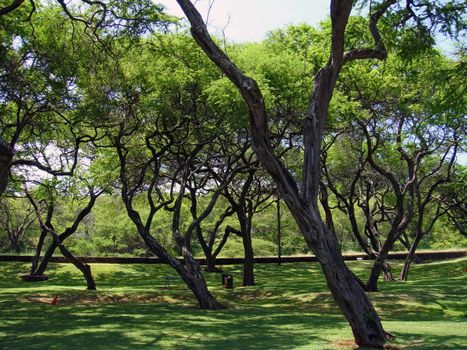 Nice park with huge number of olive trees in a sunny day                               