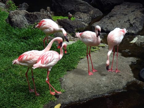 several pink flamingo in the zoo