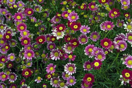 Lawn with different-coloured flowers of daisy 