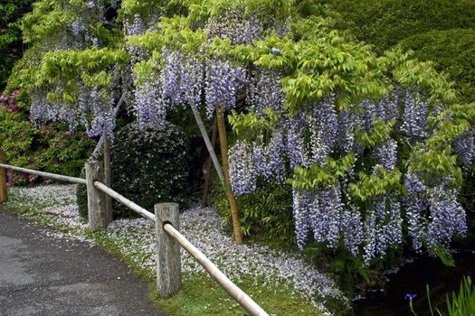 Blooming bud in a japanese garden in early spring