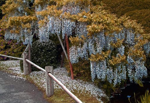 Blooming bud in a japanese garden in retro style