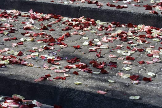 Stair full of rose petals after wedding