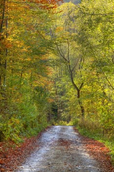 Beautiful path in a wet autumn forest.