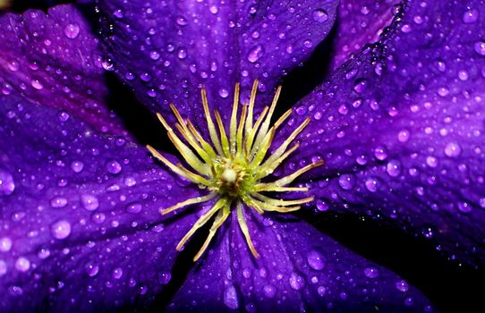 Purple Jackmani with early morning dew