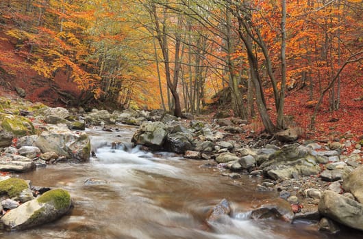 Beautiful autumn forest with a river in Ramet gorge,Transylvania,Romania.
