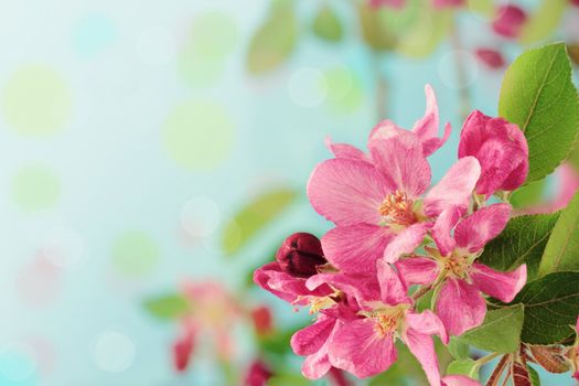 Beautiful spring tree blossoms against a blue background with copy space.