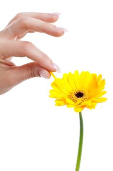 Woman hand with long nails picking a petal from a flower